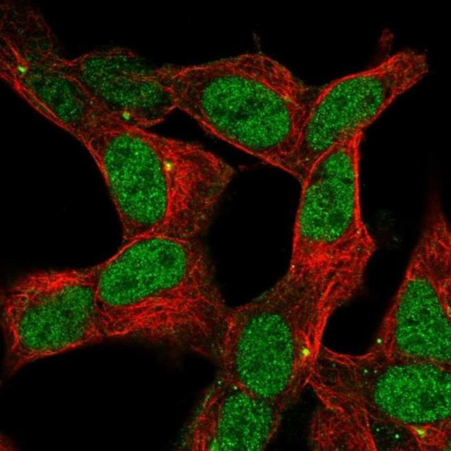 ZNF12 Antibody in Immunocytochemistry (ICC/IF)
