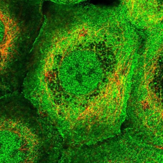 PLEKHG3 Antibody in Immunocytochemistry (ICC/IF)