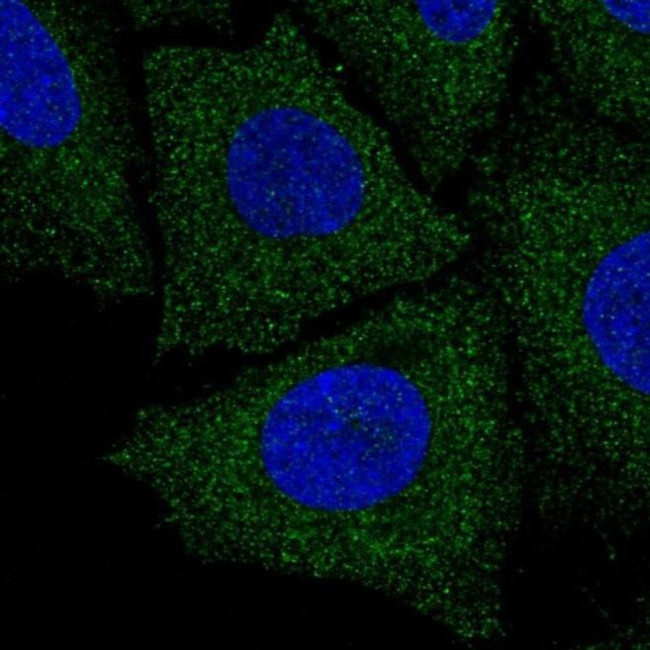 LIX1L Antibody in Immunocytochemistry (ICC/IF)
