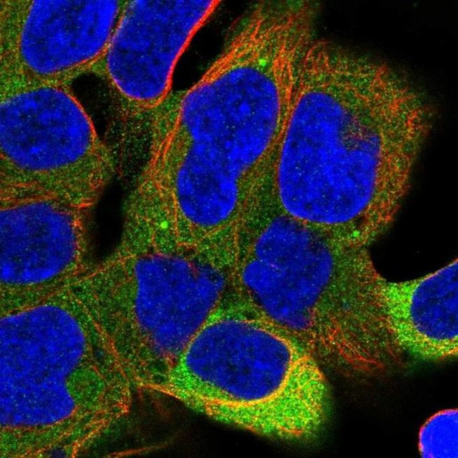 PPP6R1 Antibody in Immunocytochemistry (ICC/IF)