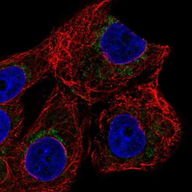 ZNF19 Antibody in Immunocytochemistry (ICC/IF)