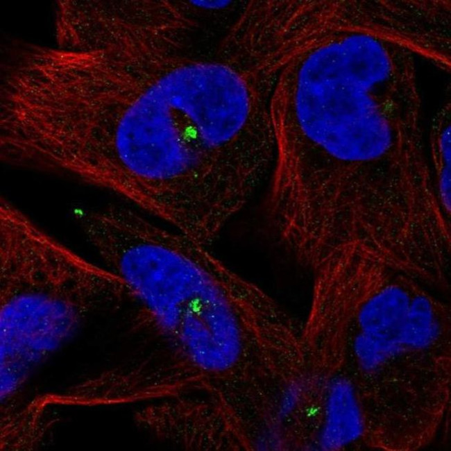 Centrin 3 Antibody in Immunocytochemistry (ICC/IF)
