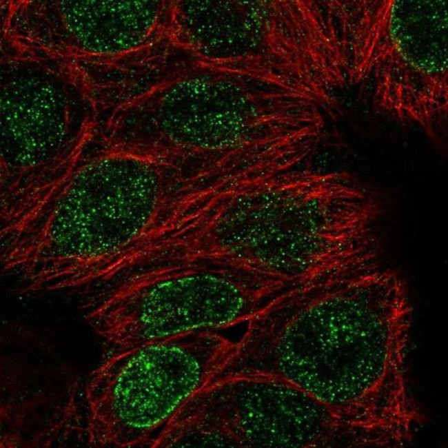 DCTN5 Antibody in Immunocytochemistry (ICC/IF)
