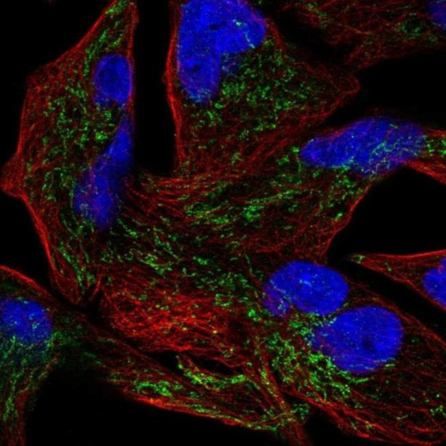 GLRX5 Antibody in Immunocytochemistry (ICC/IF)