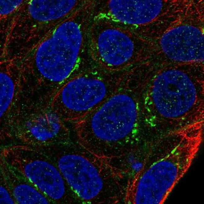 ARL15 Antibody in Immunocytochemistry (ICC/IF)
