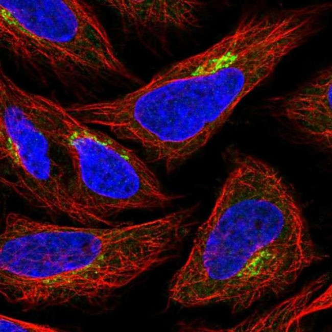 GPR108 Antibody in Immunocytochemistry (ICC/IF)