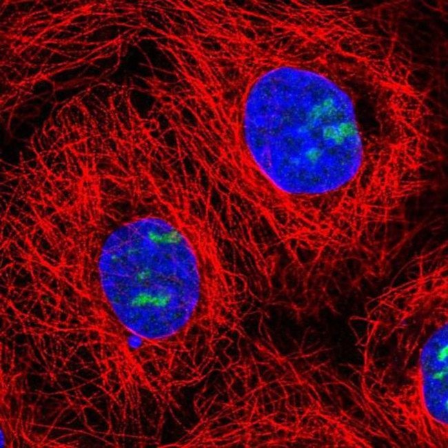 NOC3L Antibody in Immunocytochemistry (ICC/IF)