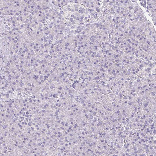 DCD Antibody in Immunohistochemistry (Paraffin) (IHC (P))