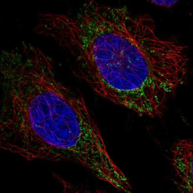 FAM160A2 Antibody in Immunocytochemistry (ICC/IF)