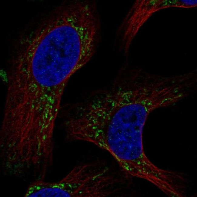 C2orf47 Antibody in Immunocytochemistry (ICC/IF)