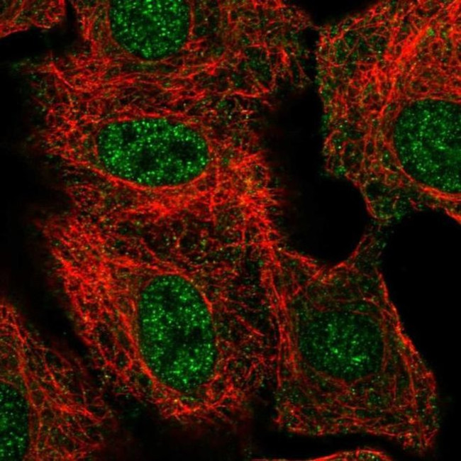 THAP8 Antibody in Immunocytochemistry (ICC/IF)
