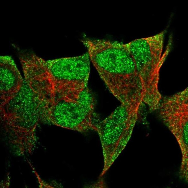 PRR3 Antibody in Immunocytochemistry (ICC/IF)