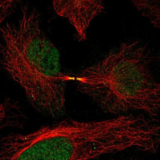FAM50B Antibody in Immunocytochemistry (ICC/IF)
