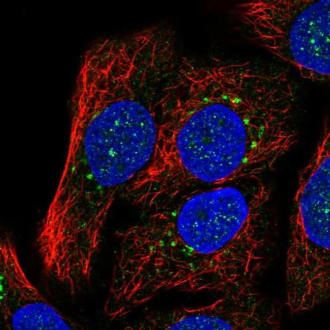 SYT15 Antibody in Immunocytochemistry (ICC/IF)