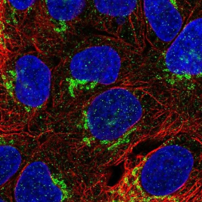 NETO1 Antibody in Immunocytochemistry (ICC/IF)