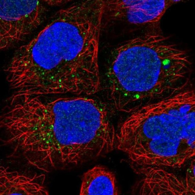 ANKRD6 Antibody in Immunocytochemistry (ICC/IF)