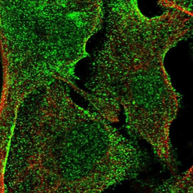 C20orf3 Antibody in Immunocytochemistry (ICC/IF)