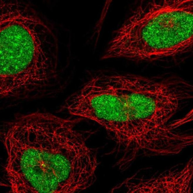 CXorf56 Antibody in Immunocytochemistry (ICC/IF)