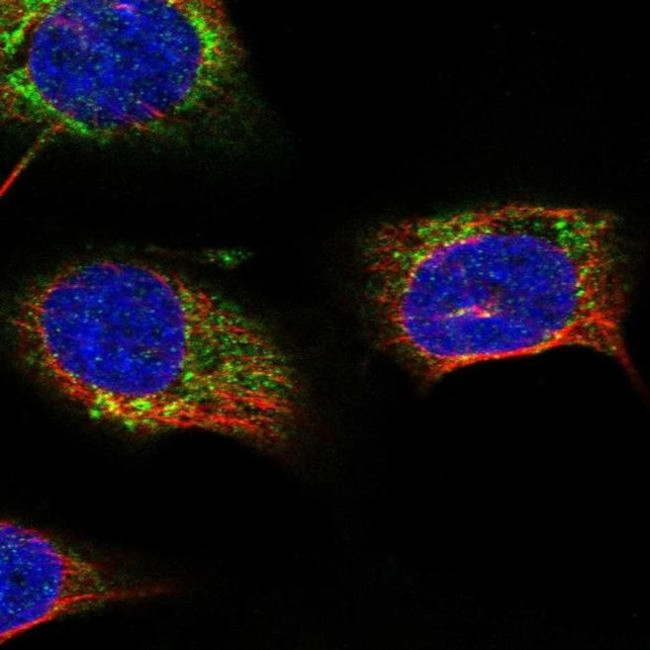 STARD7 Antibody in Immunocytochemistry (ICC/IF)