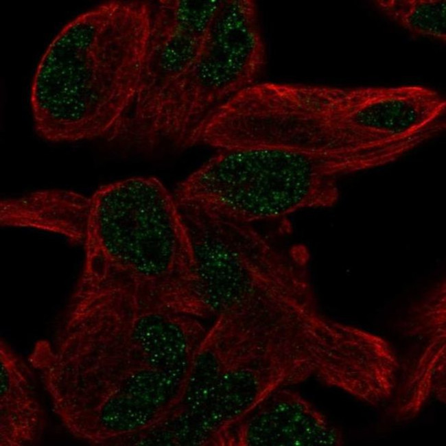 PGBD5 Antibody in Immunocytochemistry (ICC/IF)
