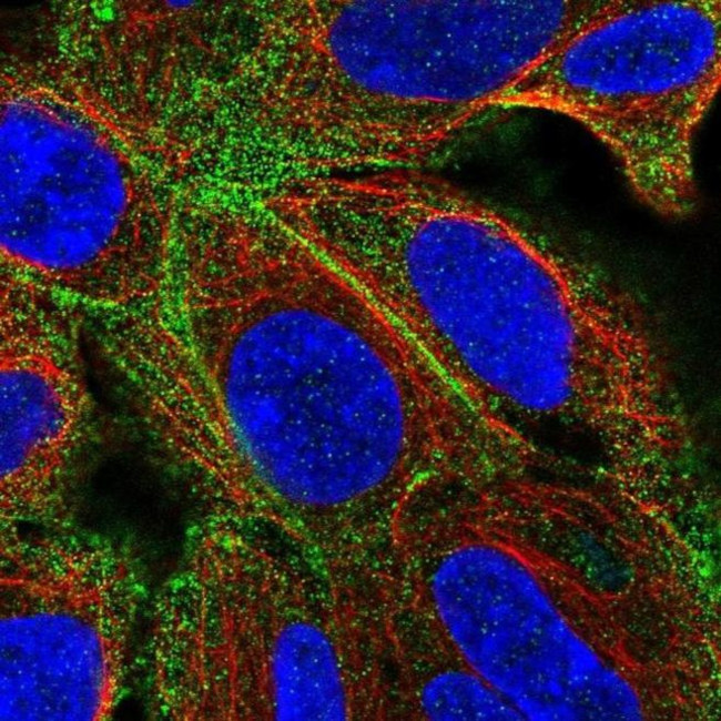 TMEM50A Antibody in Immunocytochemistry (ICC/IF)