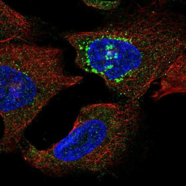 SLC16A13 Antibody in Immunocytochemistry (ICC/IF)