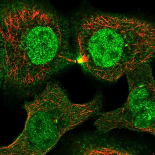 PLEKHG3 Antibody in Immunocytochemistry (ICC/IF)