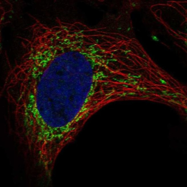SLC9B1 Antibody in Immunocytochemistry (ICC/IF)