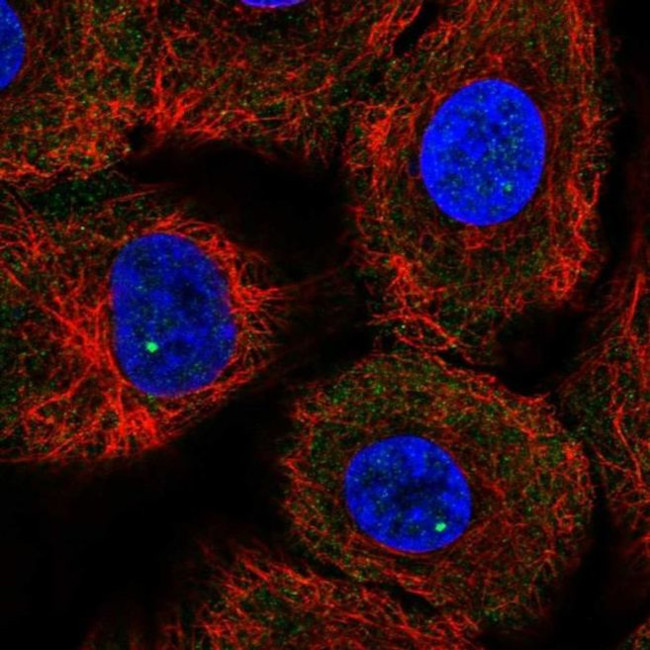 Gemin 4 Antibody in Immunocytochemistry (ICC/IF)