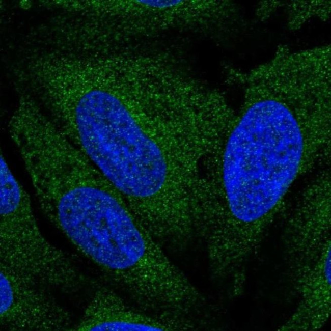 ATL3 Antibody in Immunocytochemistry (ICC/IF)