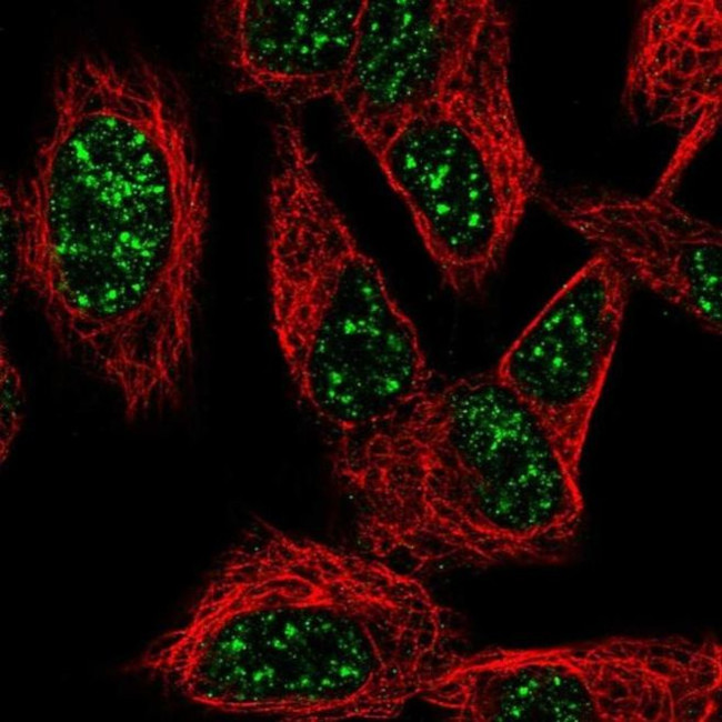SNURF Antibody in Immunocytochemistry (ICC/IF)