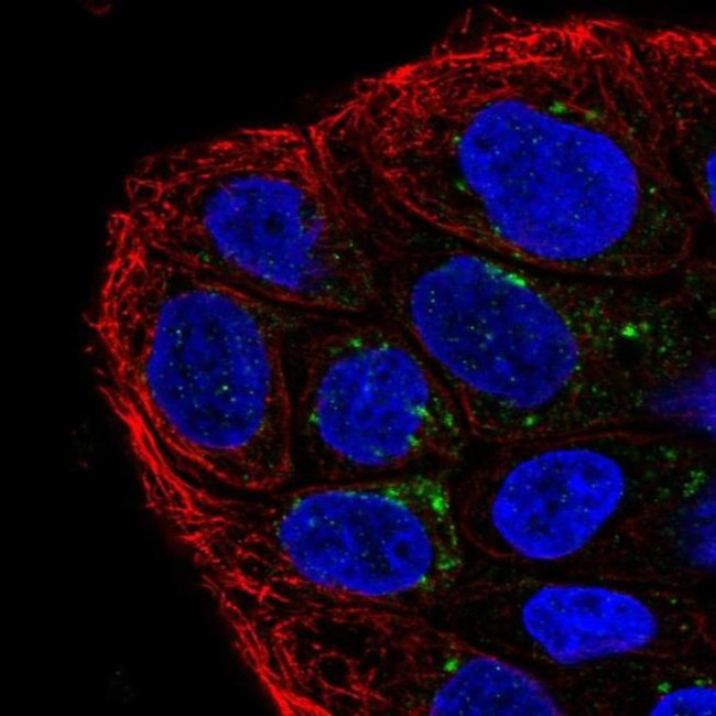 TMEM133 Antibody in Immunocytochemistry (ICC/IF)