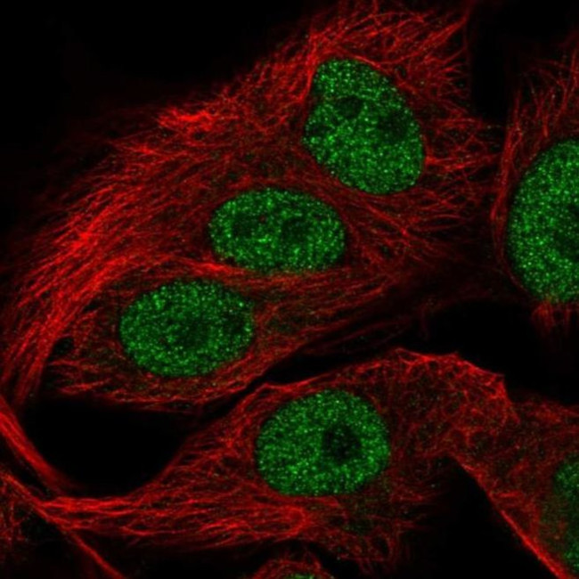FAM81A Antibody in Immunocytochemistry (ICC/IF)