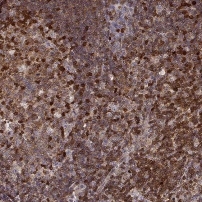 MFSD1 Antibody in Immunohistochemistry (IHC)