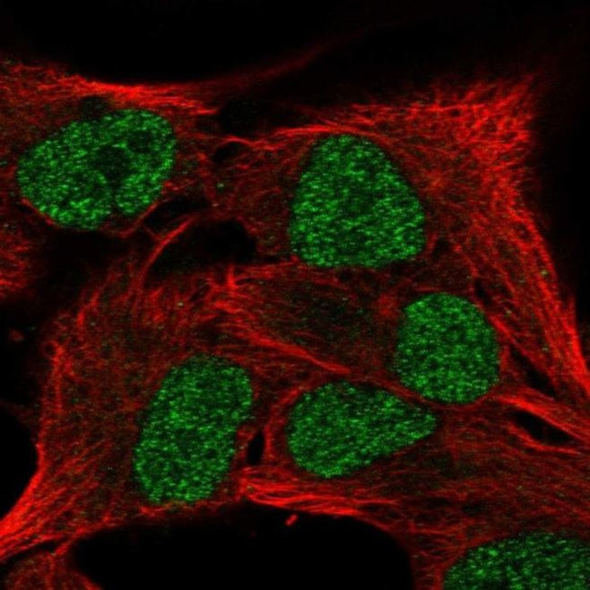 SCML4 Antibody in Immunocytochemistry (ICC/IF)