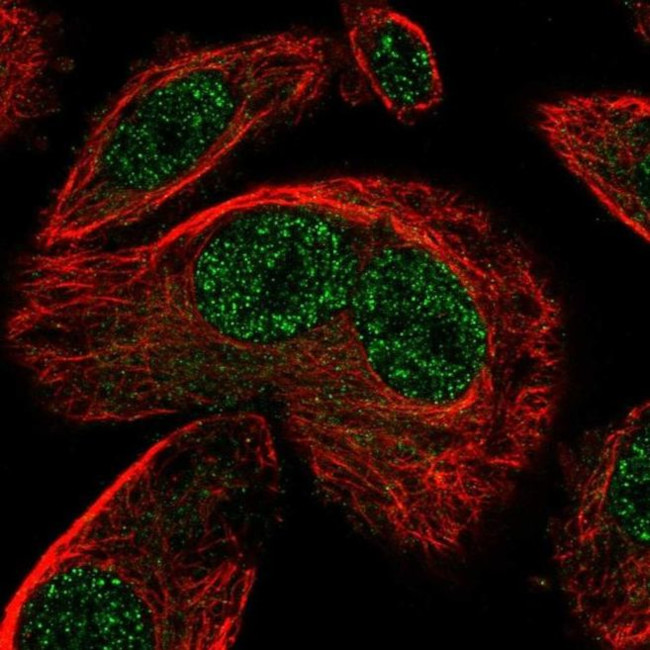 SNAPC3 Antibody in Immunocytochemistry (ICC/IF)