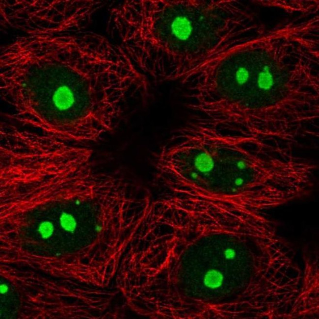 KNOP1 Antibody in Immunocytochemistry (ICC/IF)