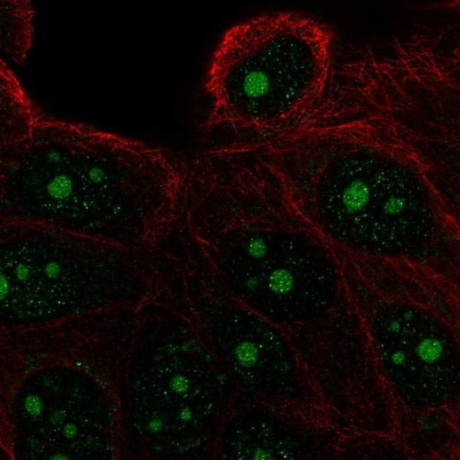 FAM133A Antibody in Immunocytochemistry (ICC/IF)