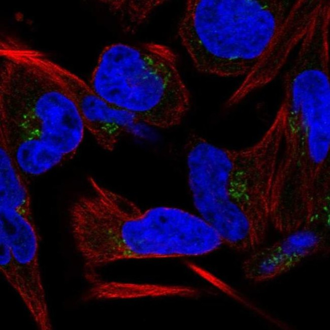 C9orf64 Antibody in Immunocytochemistry (ICC/IF)