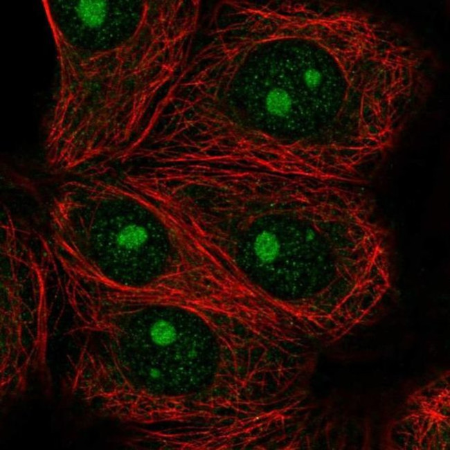 IMP4 Antibody in Immunocytochemistry (ICC/IF)