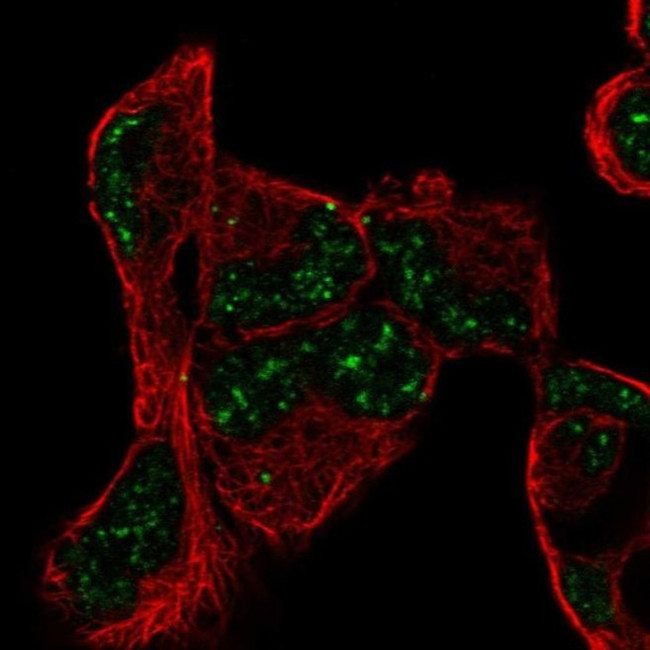 PNRC1 Antibody in Immunocytochemistry (ICC/IF)