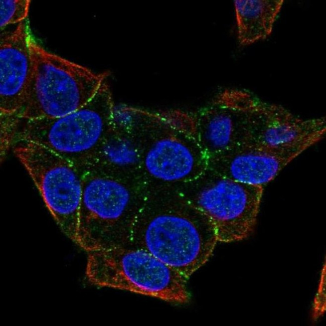 PKP4 Antibody in Immunocytochemistry (ICC/IF)