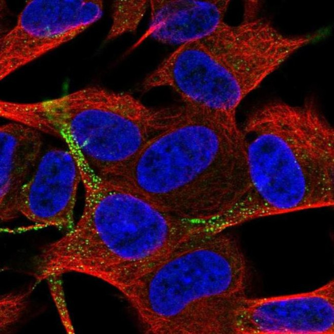TSPAN11 Antibody in Immunocytochemistry (ICC/IF)