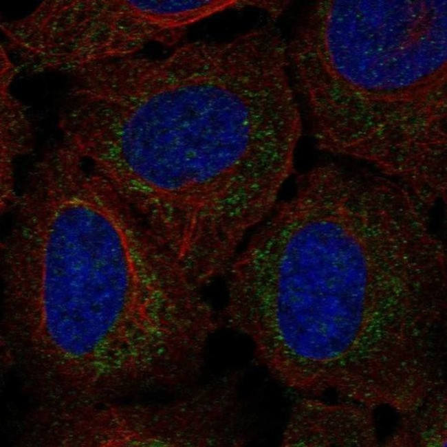 RP11-80H18.3 Antibody in Immunocytochemistry (ICC/IF)