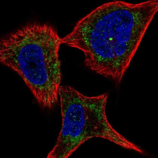 PLXNC1 Antibody in Immunocytochemistry (ICC/IF)