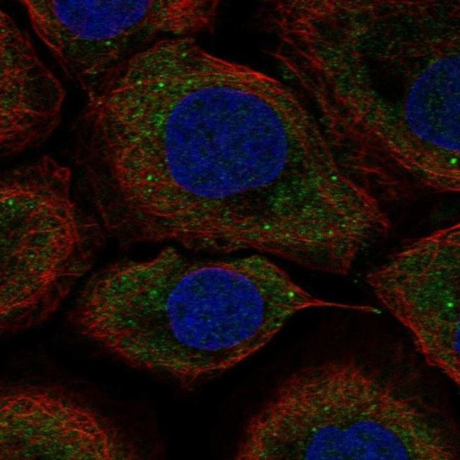 UPF2 Antibody in Immunocytochemistry (ICC/IF)