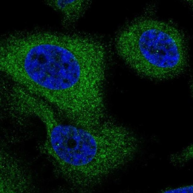 G6PC3 Antibody in Immunocytochemistry (ICC/IF)