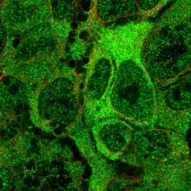ANKMY2 Antibody in Immunocytochemistry (ICC/IF)