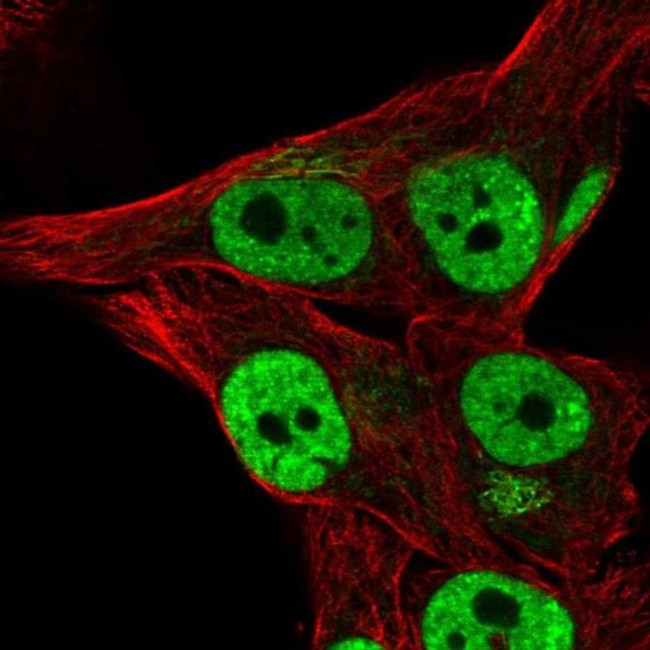 THAP3 Antibody in Immunocytochemistry (ICC/IF)