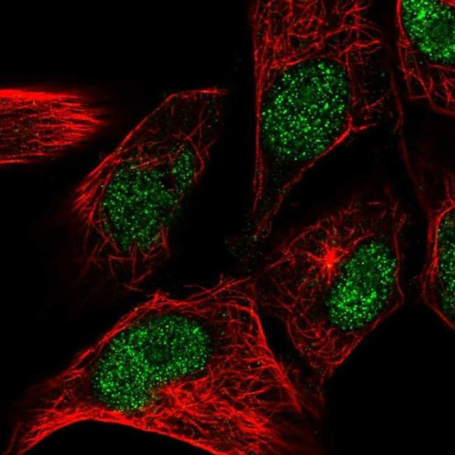 CENPW Antibody in Immunocytochemistry (ICC/IF)